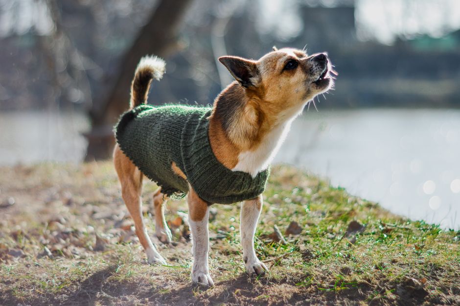 PawTrack Ultra